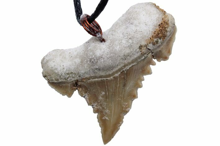 Serrated, Fossil Paleocarcharodon Shark Tooth Necklace #216896